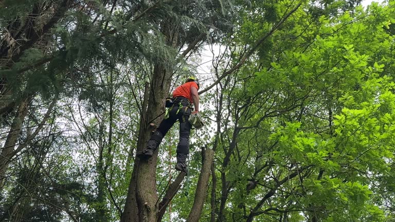 Best Root Management and Removal  in Massapequa Park, NY